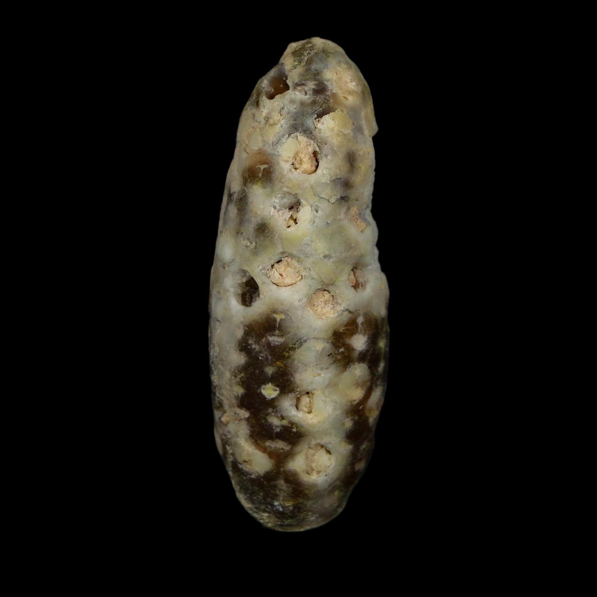 XL 2.2" Fossil Pine Cone Equicalastrobus Replaced By Agate Eocene Age Seeds Fruit - Fossil Age Minerals