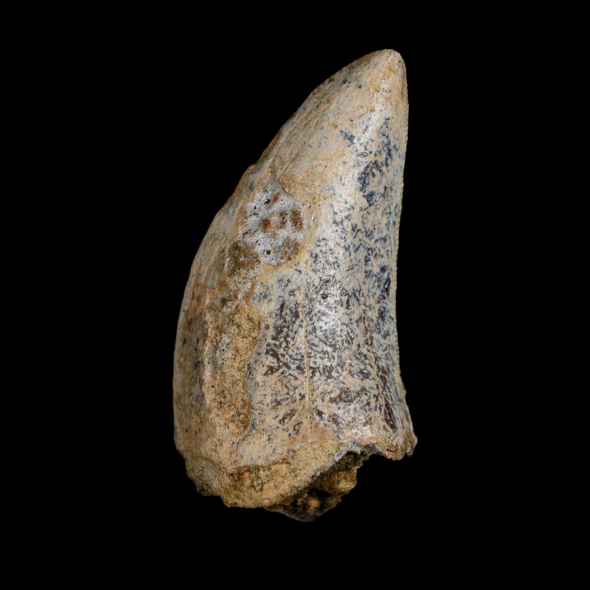 2.2" Tyrannosaurus Rex Fossil Tooth Lance Creek Cretaceous Dinosaur Wyoming COA