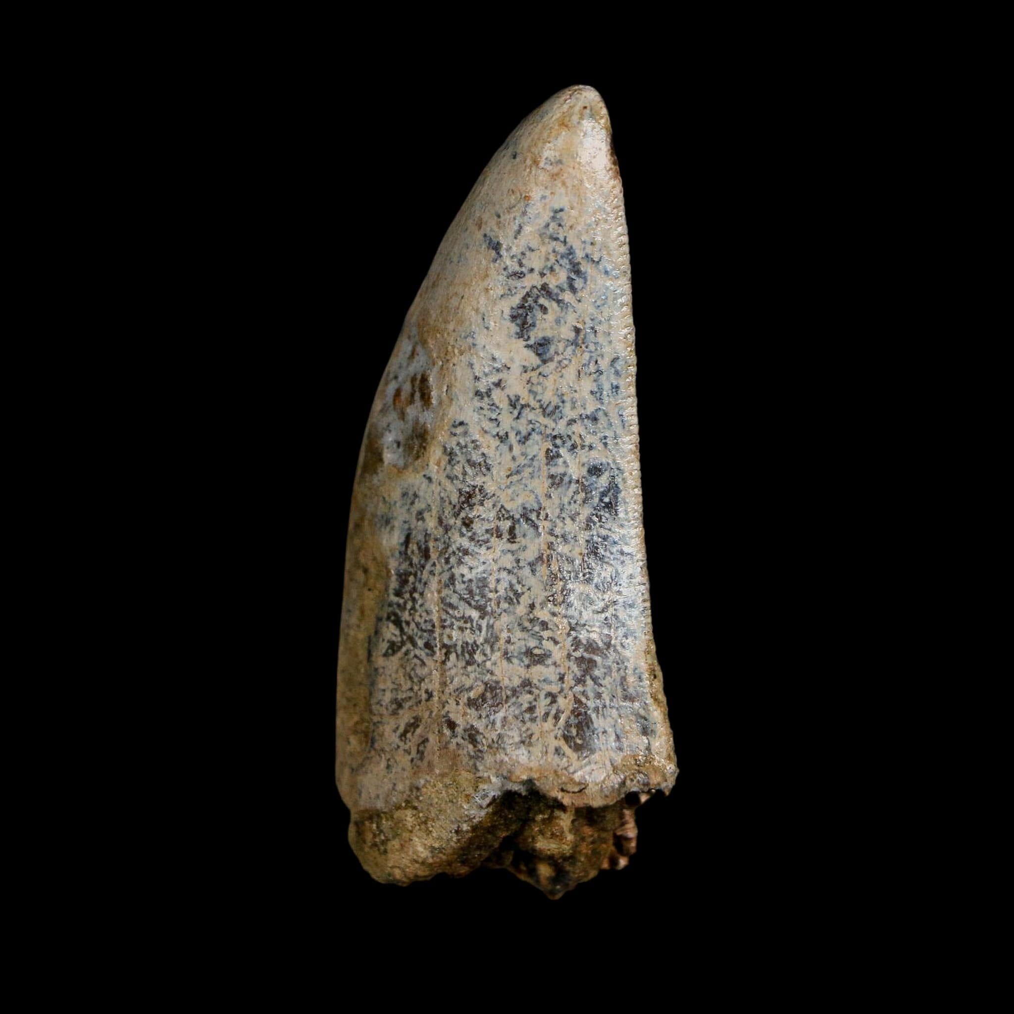 2.2" Tyrannosaurus Rex Fossil Tooth Lance Creek Cretaceous Dinosaur Wyoming COA