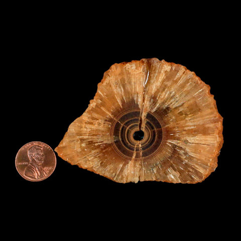 2.9" Natural Cut Rough Cave Honey Calcite Crystal Mineral Specimen Morocco - Fossil Age Minerals