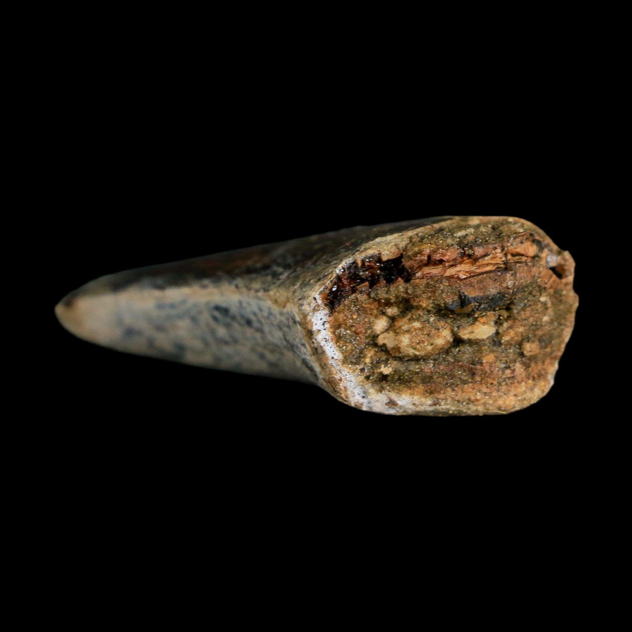 2.2" Tyrannosaurus Rex Fossil Tooth Lance Creek Cretaceous Dinosaur Wyoming COA