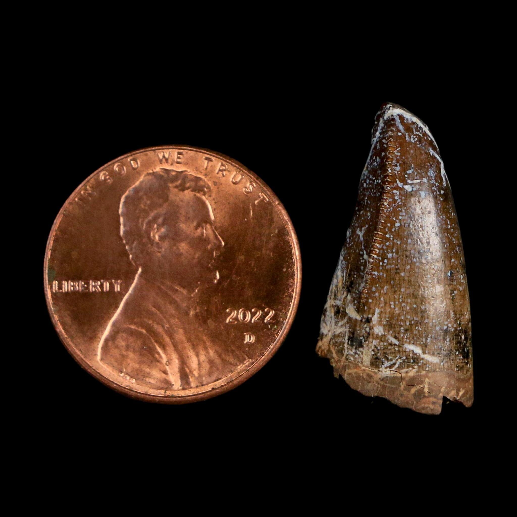 0.8" Tyrannosaurus Rex Fossil Premax Tooth Lance Creek Cretaceous Dinosaur WY COA
