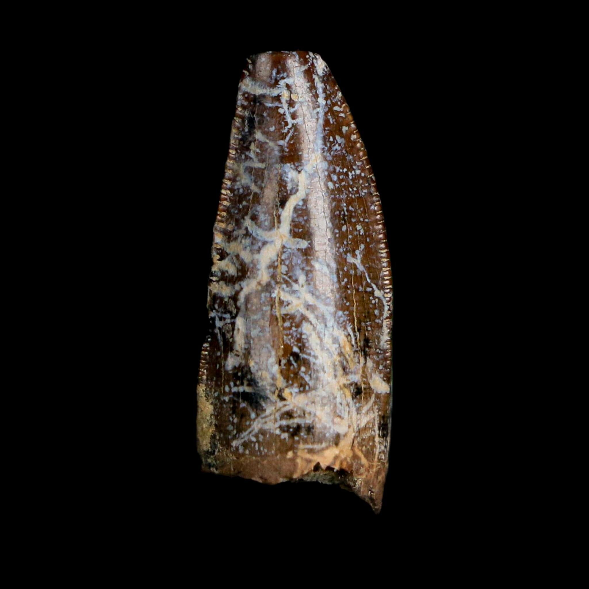 0.8" Tyrannosaurus Rex Fossil Premax Tooth Lance Creek Cretaceous Dinosaur WY COA