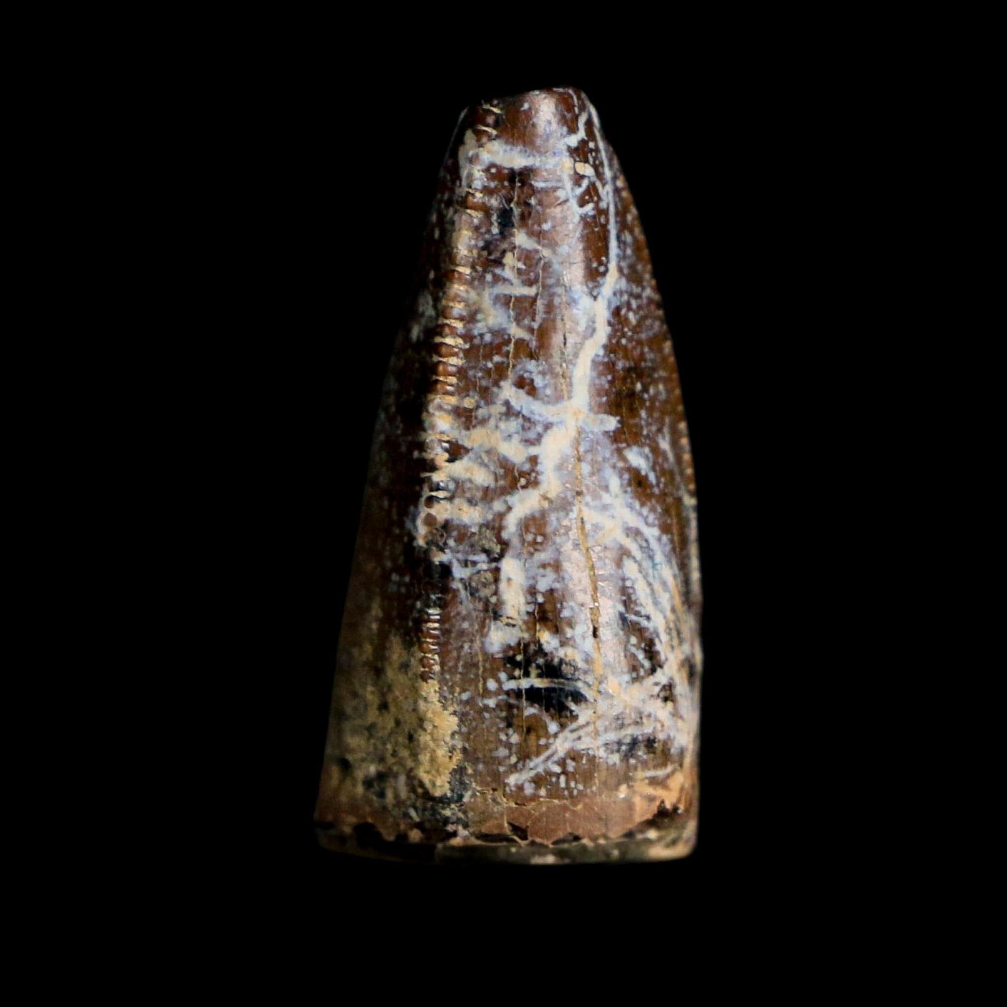 0.8" Tyrannosaurus Rex Fossil Premax Tooth Lance Creek Cretaceous Dinosaur WY COA