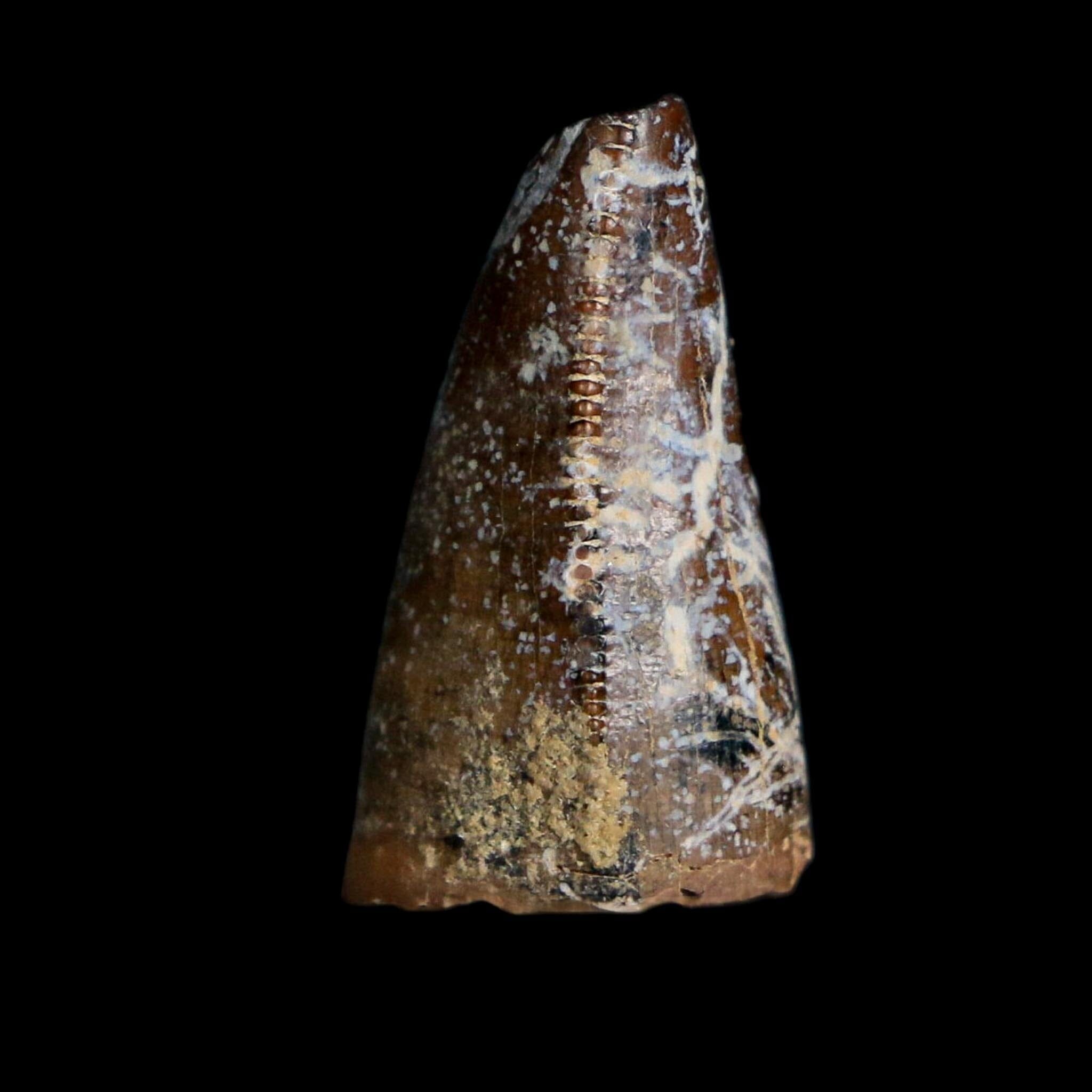 0.8" Tyrannosaurus Rex Fossil Premax Tooth Lance Creek Cretaceous Dinosaur WY COA