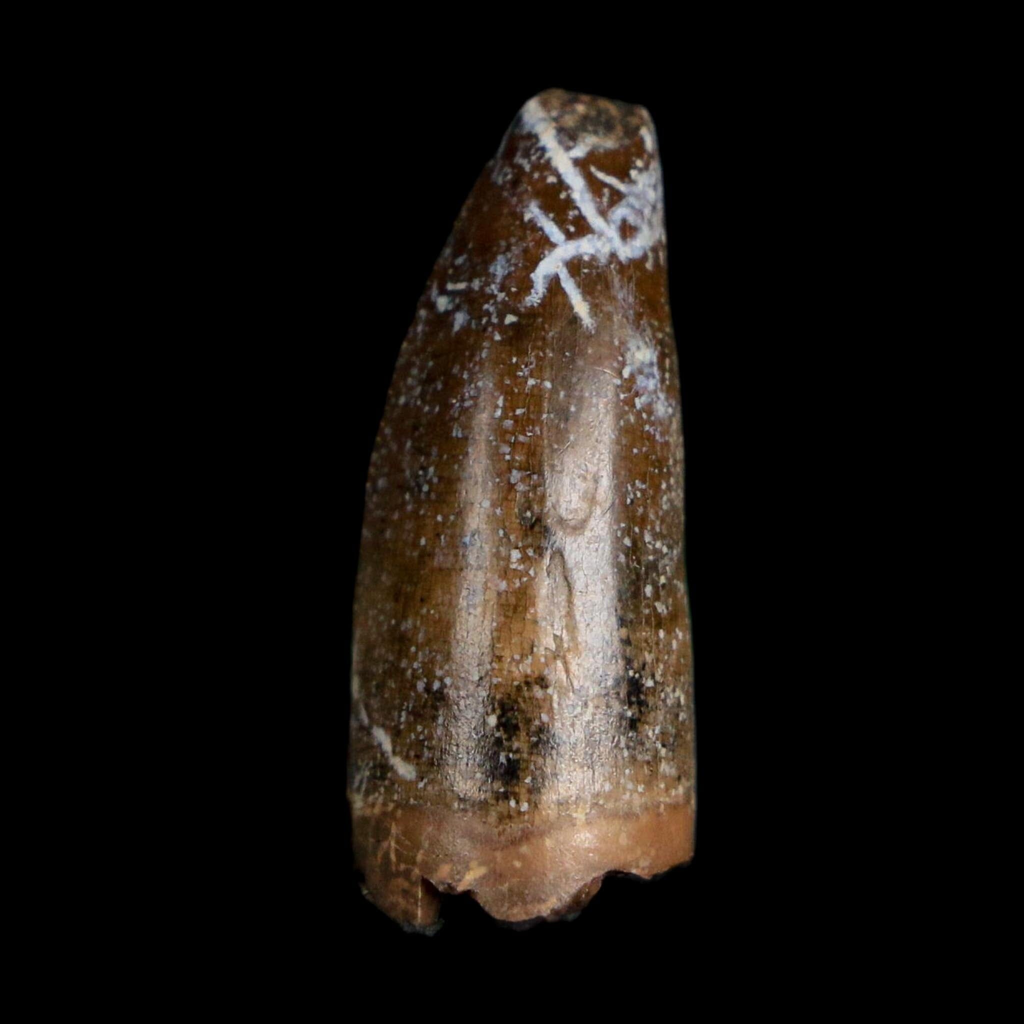 0.8" Tyrannosaurus Rex Fossil Premax Tooth Lance Creek Cretaceous Dinosaur WY COA