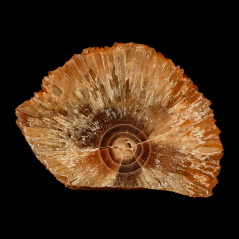 2.4" Natural Cut Rough Cave Honey Calcite Crystal Mineral Specimen Morocco - Fossil Age Minerals