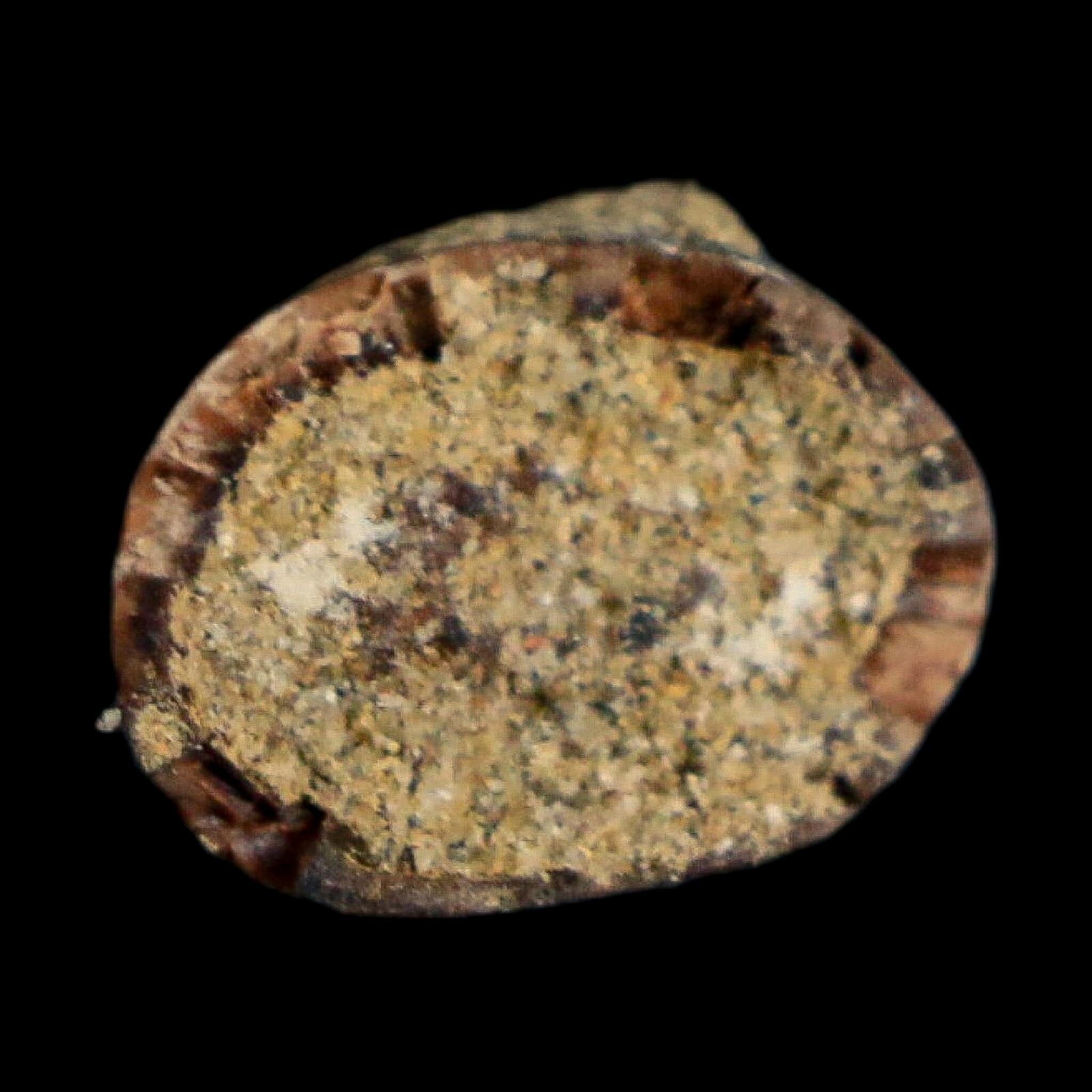 0.8" Tyrannosaurus Rex Fossil Premax Tooth Lance Creek Cretaceous Dinosaur WY COA