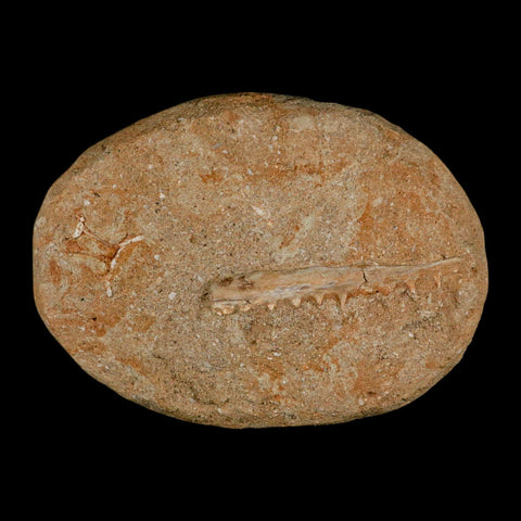 2.5" Saber Toothed Herring Fossil Tooth Jaw Section Enchodus Libycus Cretaceous Age COA - Fossil Age Minerals