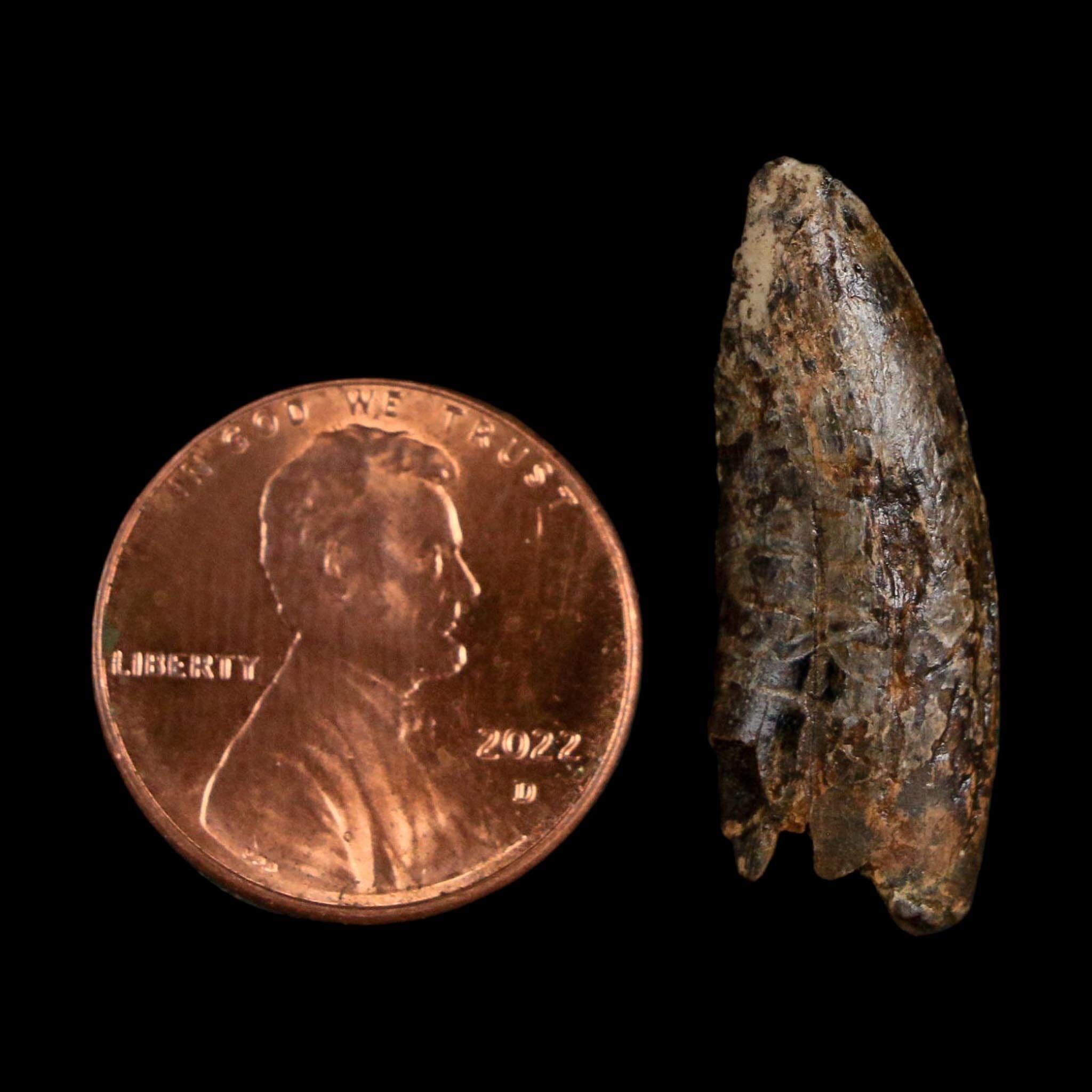 1.1" Tyrannosaurus Rex Fossil Tooth Hell Creek Cretaceous Dinosaur MT COA Display