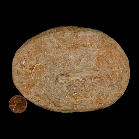 2.5" Saber Toothed Herring Fossil Tooth Jaw Section Enchodus Libycus Cretaceous Age COA - Fossil Age Minerals