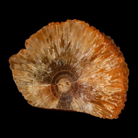 2.4" Natural Cut Rough Cave Honey Calcite Crystal Mineral Specimen Morocco - Fossil Age Minerals