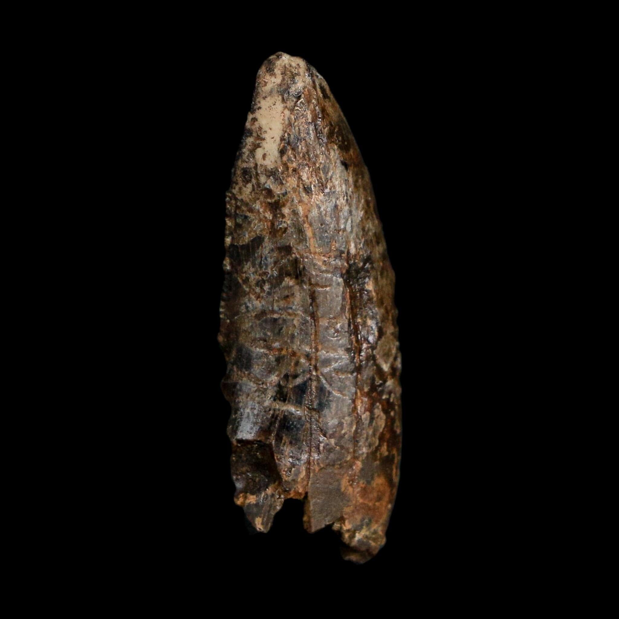 1.1" Tyrannosaurus Rex Fossil Tooth Hell Creek Cretaceous Dinosaur MT COA Display