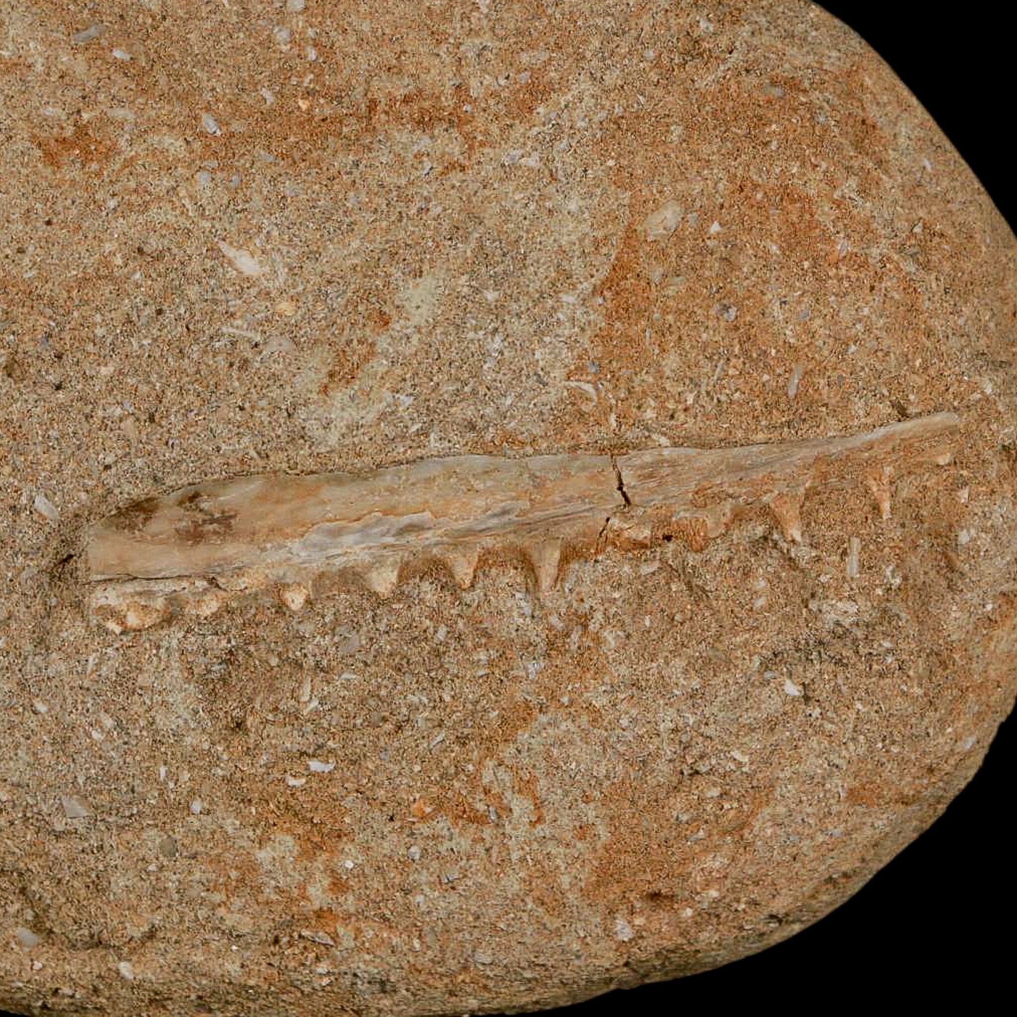 2.5" Saber Toothed Herring Fossil Tooth Jaw Section Enchodus Libycus Cretaceous Age COA - Fossil Age Minerals