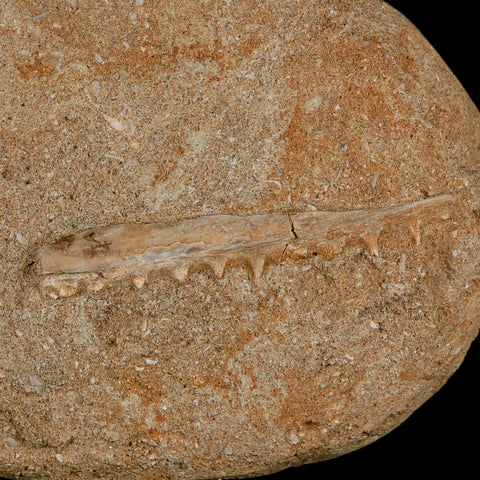 2.5" Saber Toothed Herring Fossil Tooth Jaw Section Enchodus Libycus Cretaceous Age COA - Fossil Age Minerals