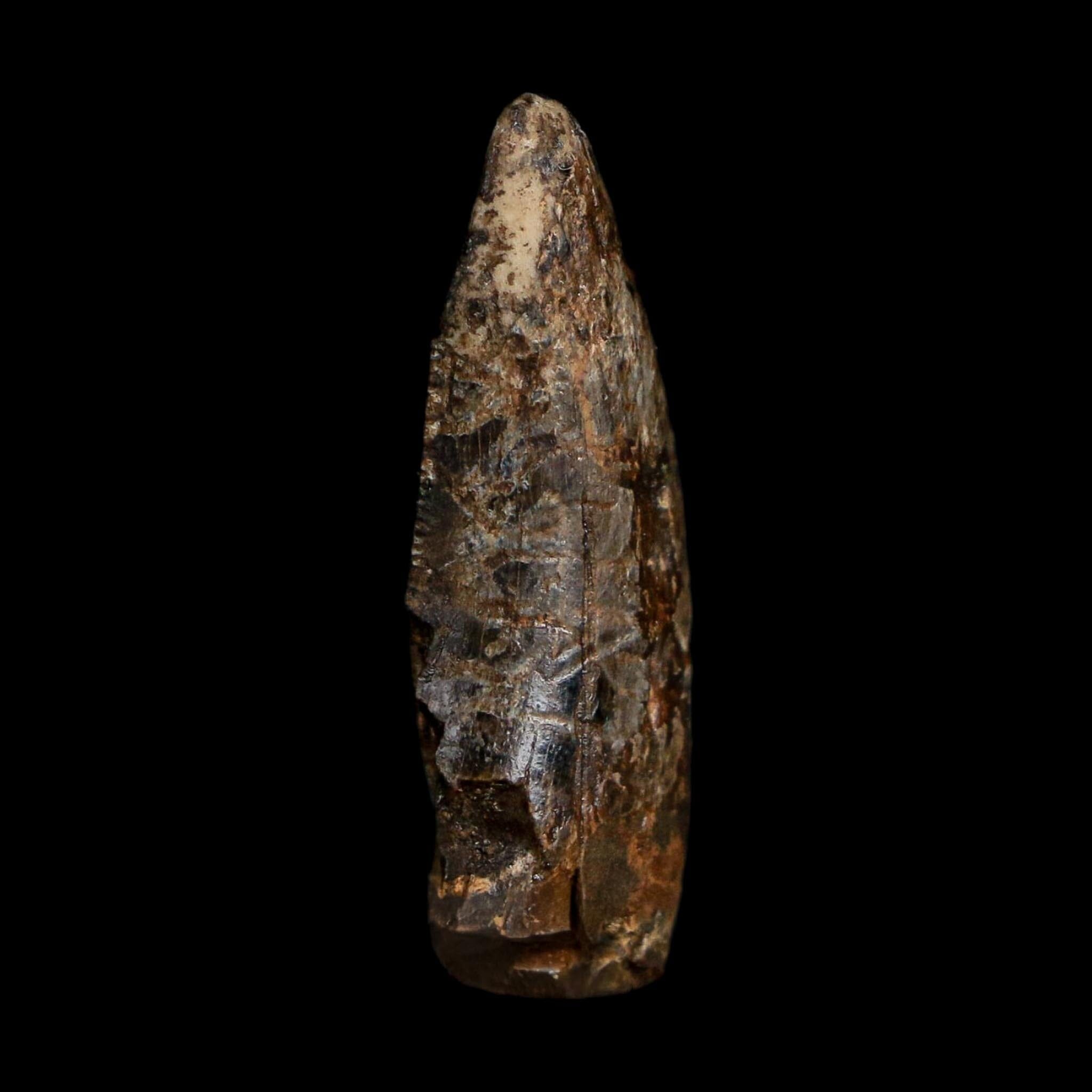 1.1" Tyrannosaurus Rex Fossil Tooth Hell Creek Cretaceous Dinosaur MT COA Display