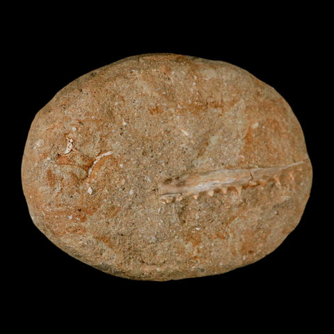 2.5" Saber Toothed Herring Fossil Tooth Jaw Section Enchodus Libycus Cretaceous Age COA - Fossil Age Minerals