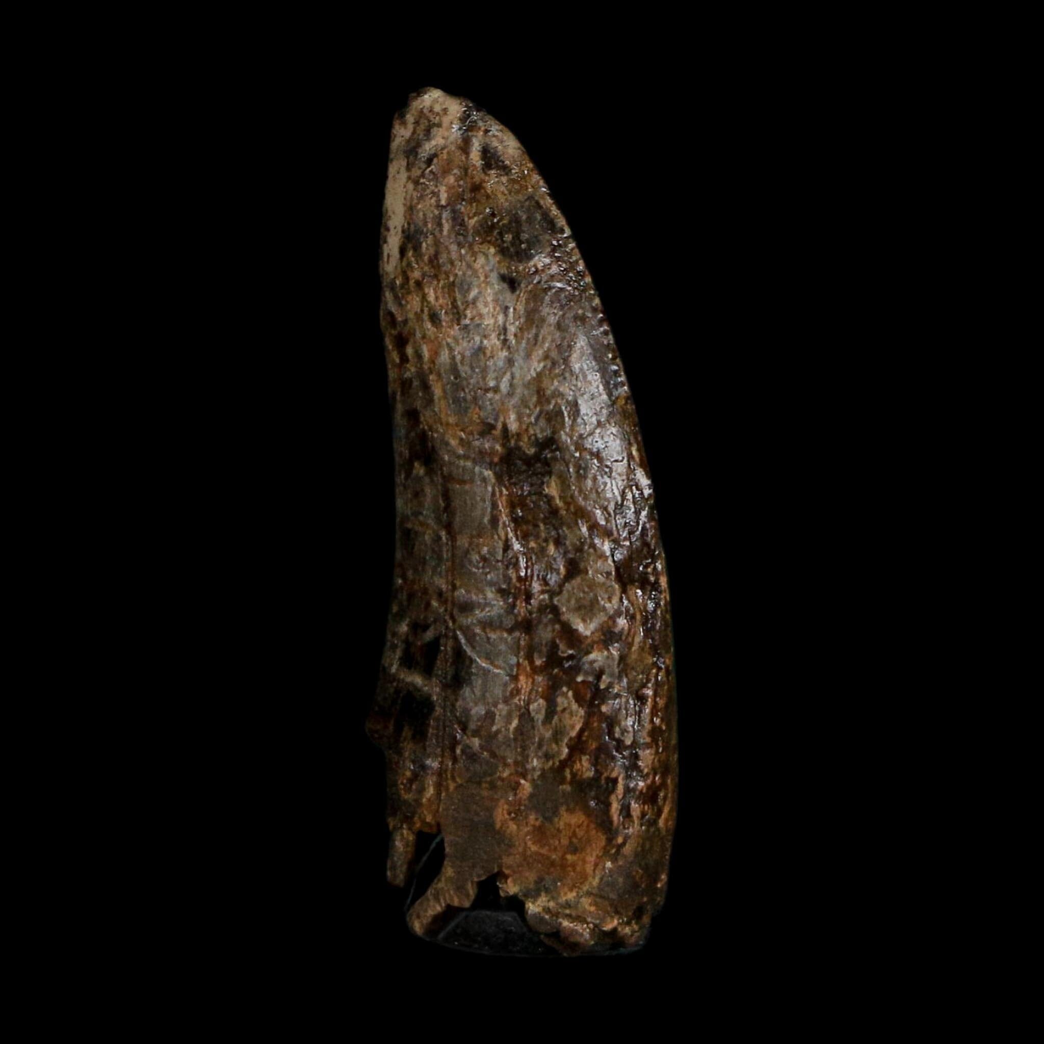 1.1" Tyrannosaurus Rex Fossil Tooth Hell Creek Cretaceous Dinosaur MT COA Display