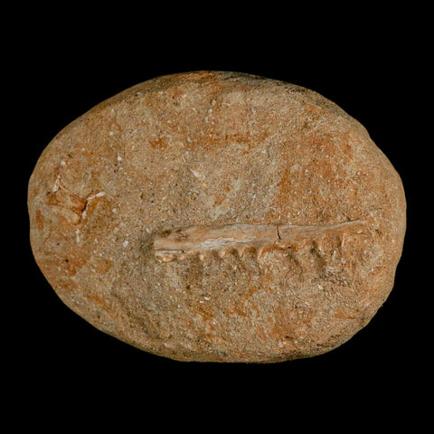 2.5" Saber Toothed Herring Fossil Tooth Jaw Section Enchodus Libycus Cretaceous Age COA - Fossil Age Minerals