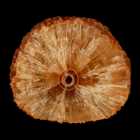 2" Natural Cut Rough Cave Honey Calcite Crystal Mineral Specimen Morocco - Fossil Age Minerals