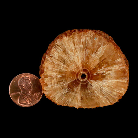 2" Natural Cut Rough Cave Honey Calcite Crystal Mineral Specimen Morocco - Fossil Age Minerals