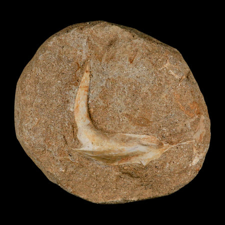 XL 2.7" Saber Toothed Herring Fossil Fang Tooth Enchodus Libycus Cretaceous Age COA