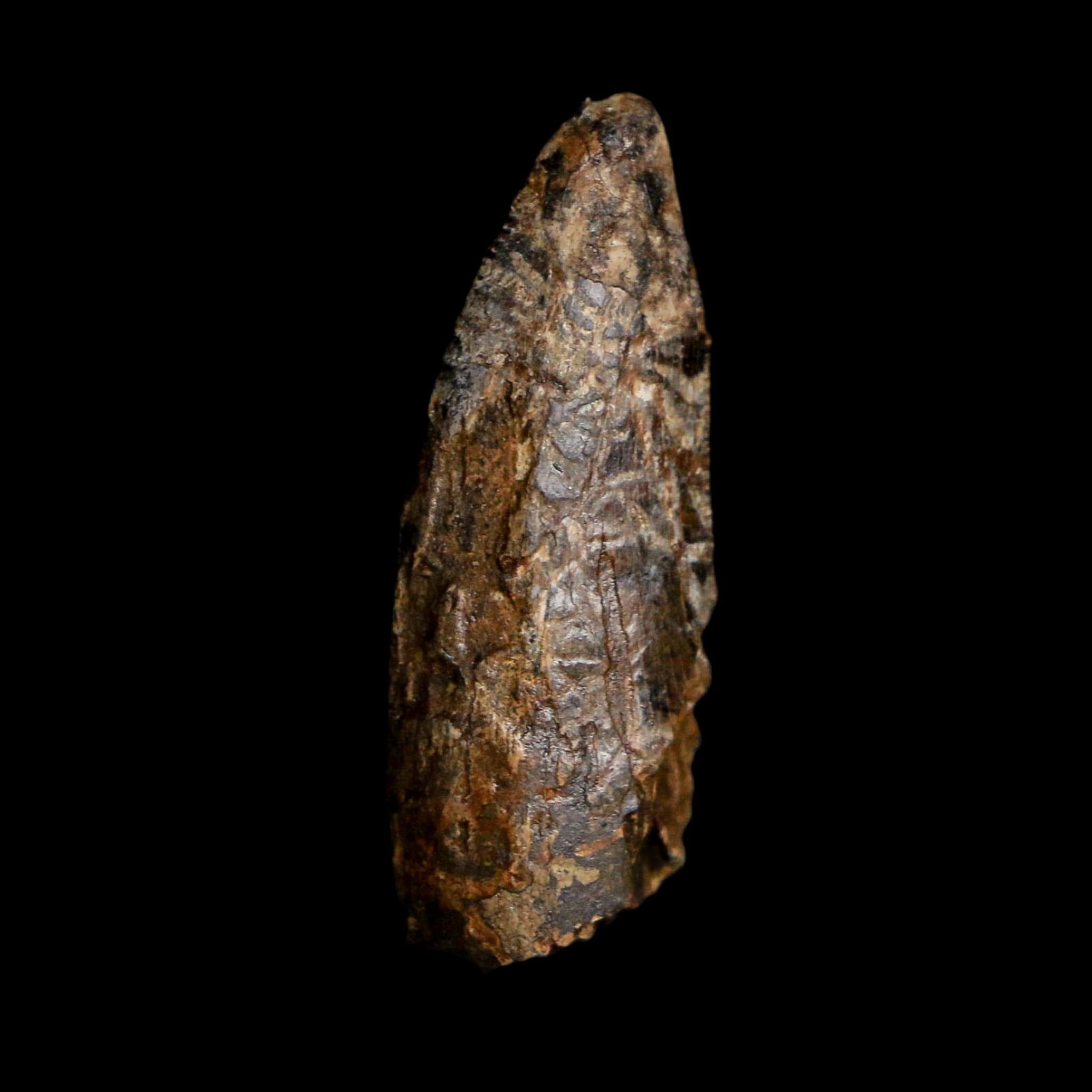 1.1" Tyrannosaurus Rex Fossil Tooth Hell Creek Cretaceous Dinosaur MT COA Display