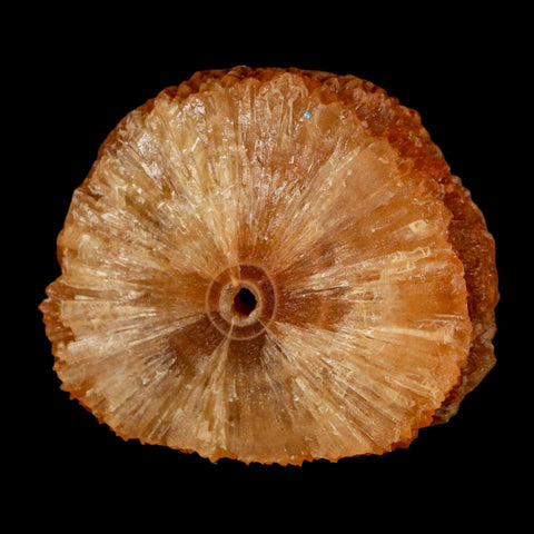 2" Natural Cut Rough Cave Honey Calcite Crystal Mineral Specimen Morocco - Fossil Age Minerals