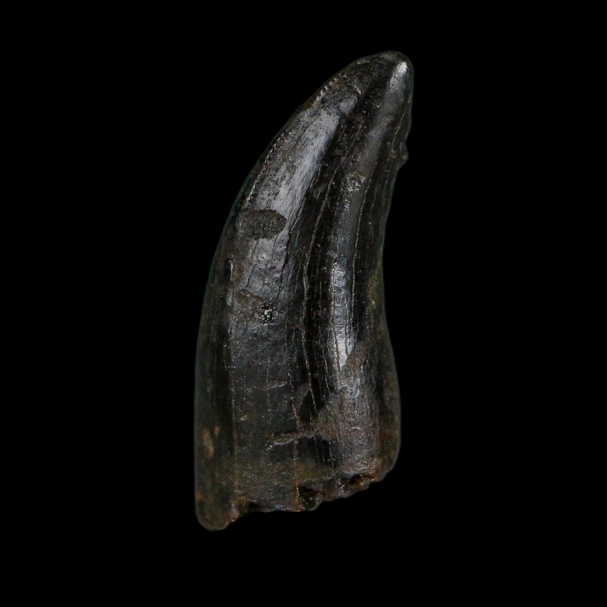 0.7" Tyrannosaurus Rex Fossil Tooth Hell Creek Cretaceous Dinosaur MT COA Display