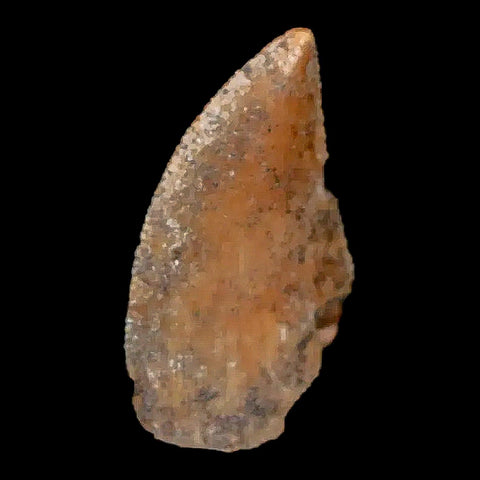 0.8" Majungasaurus Serrated Fossil Tooth Cretaceous Dinosaur Madagascar COA - Fossil Age Minerals