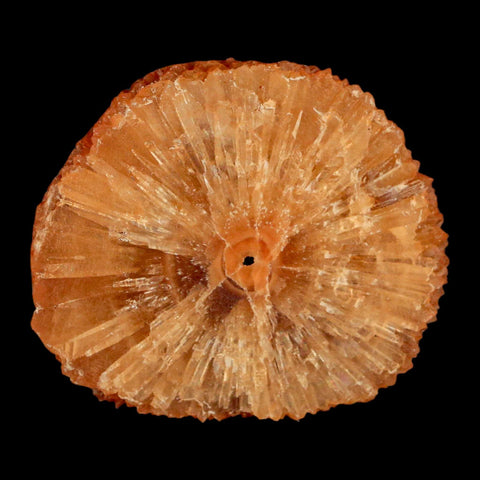 2" Natural Cut Rough Cave Honey Calcite Crystal Mineral Specimen Morocco - Fossil Age Minerals