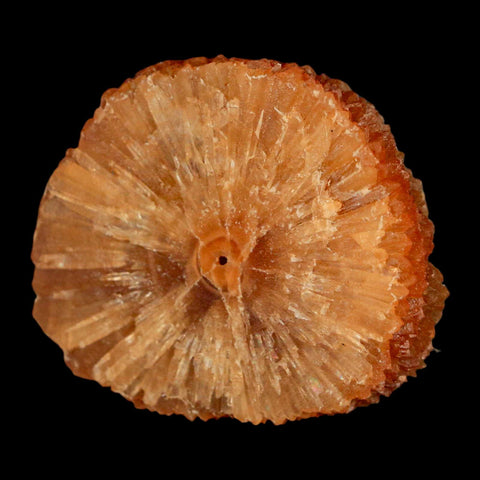 2" Natural Cut Rough Cave Honey Calcite Crystal Mineral Specimen Morocco - Fossil Age Minerals