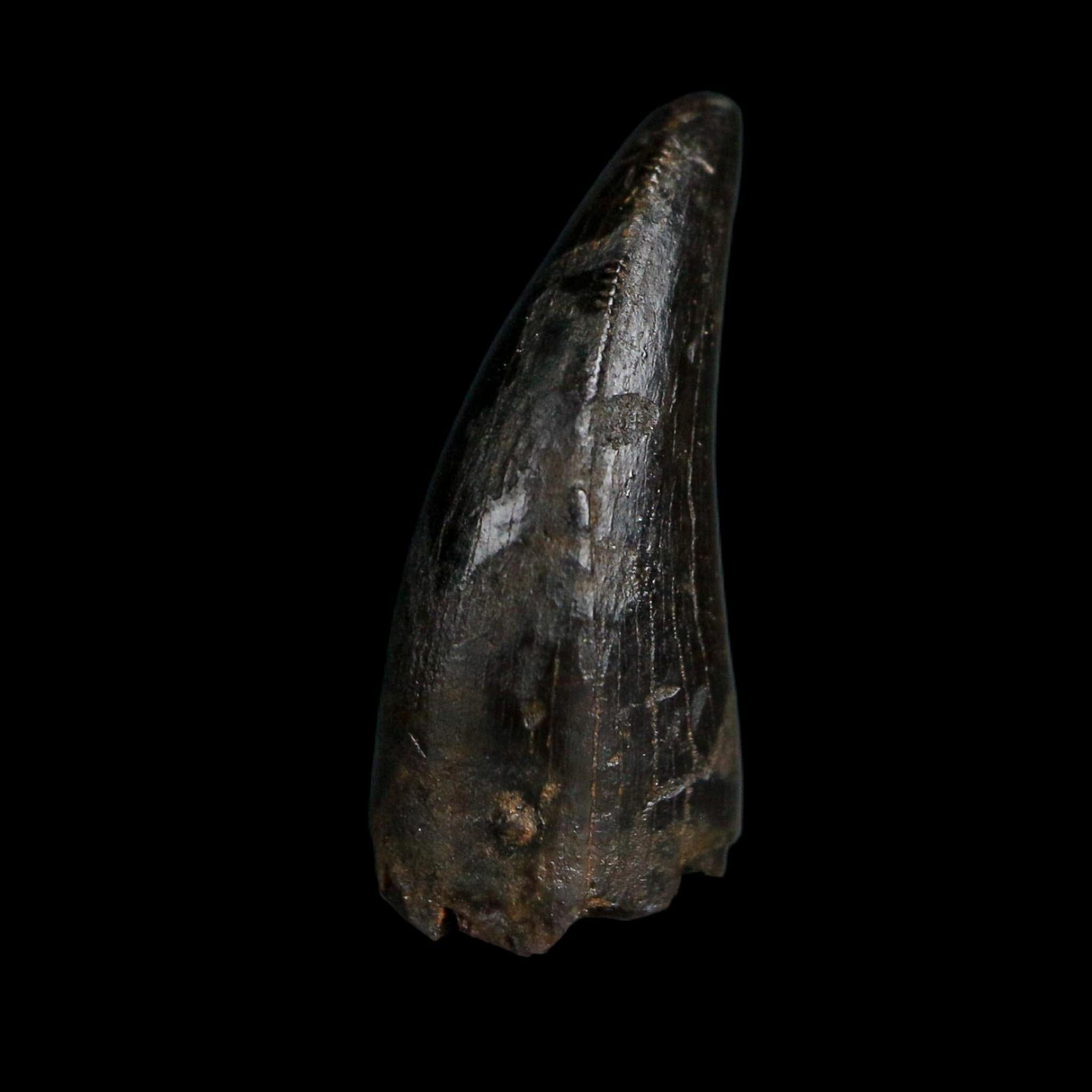 0.7" Tyrannosaurus Rex Fossil Tooth Hell Creek Cretaceous Dinosaur MT COA Display