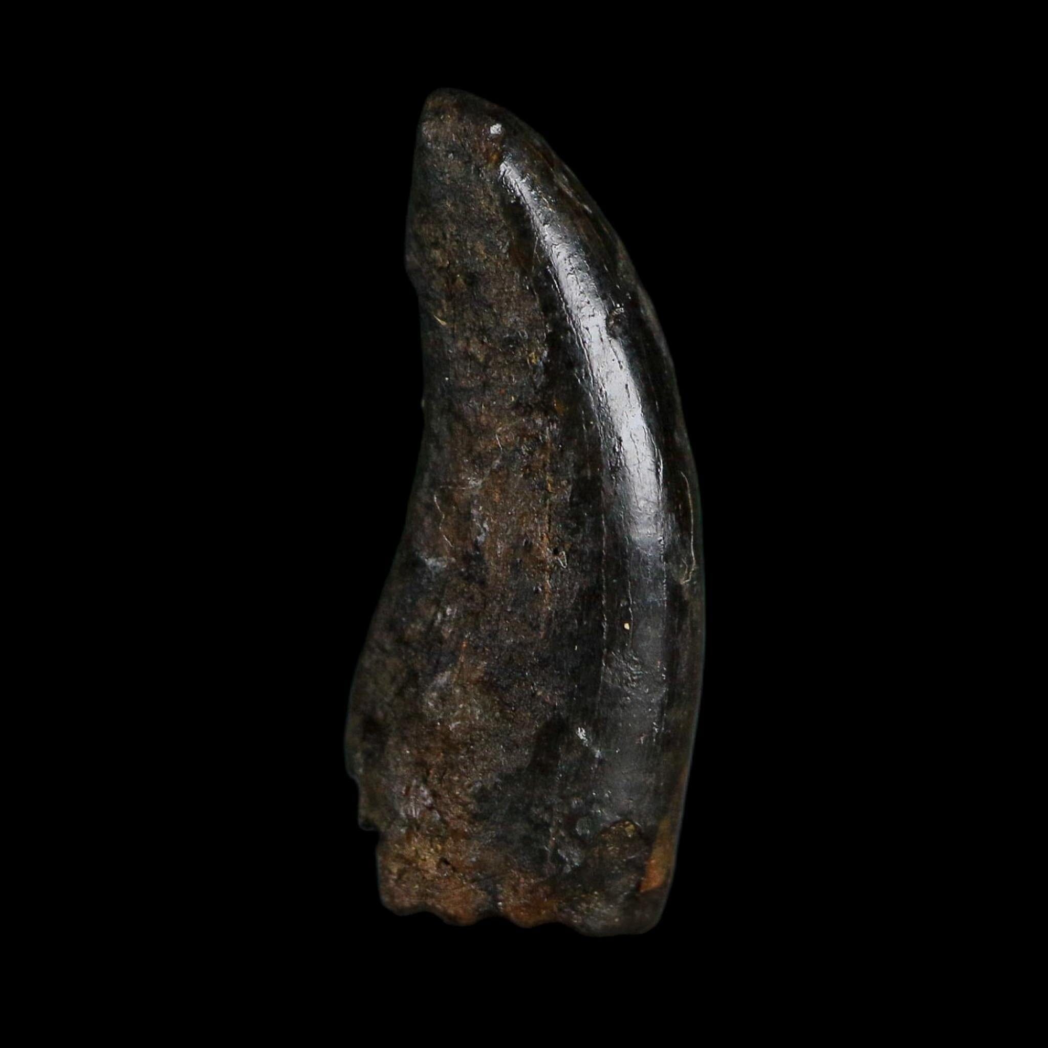 0.7" Tyrannosaurus Rex Fossil Tooth Hell Creek Cretaceous Dinosaur MT COA Display