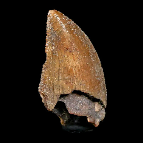 0.8" Majungasaurus Serrated Fossil Tooth Cretaceous Dinosaur Madagascar COA - Fossil Age Minerals