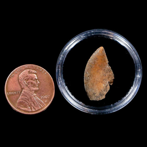 0.8" Majungasaurus Serrated Fossil Tooth Cretaceous Dinosaur Madagascar COA - Fossil Age Minerals