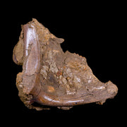 7" Pachycephalosaurus Fossil Bone Lance Creek FM WY Cretaceous Dinosaur COA