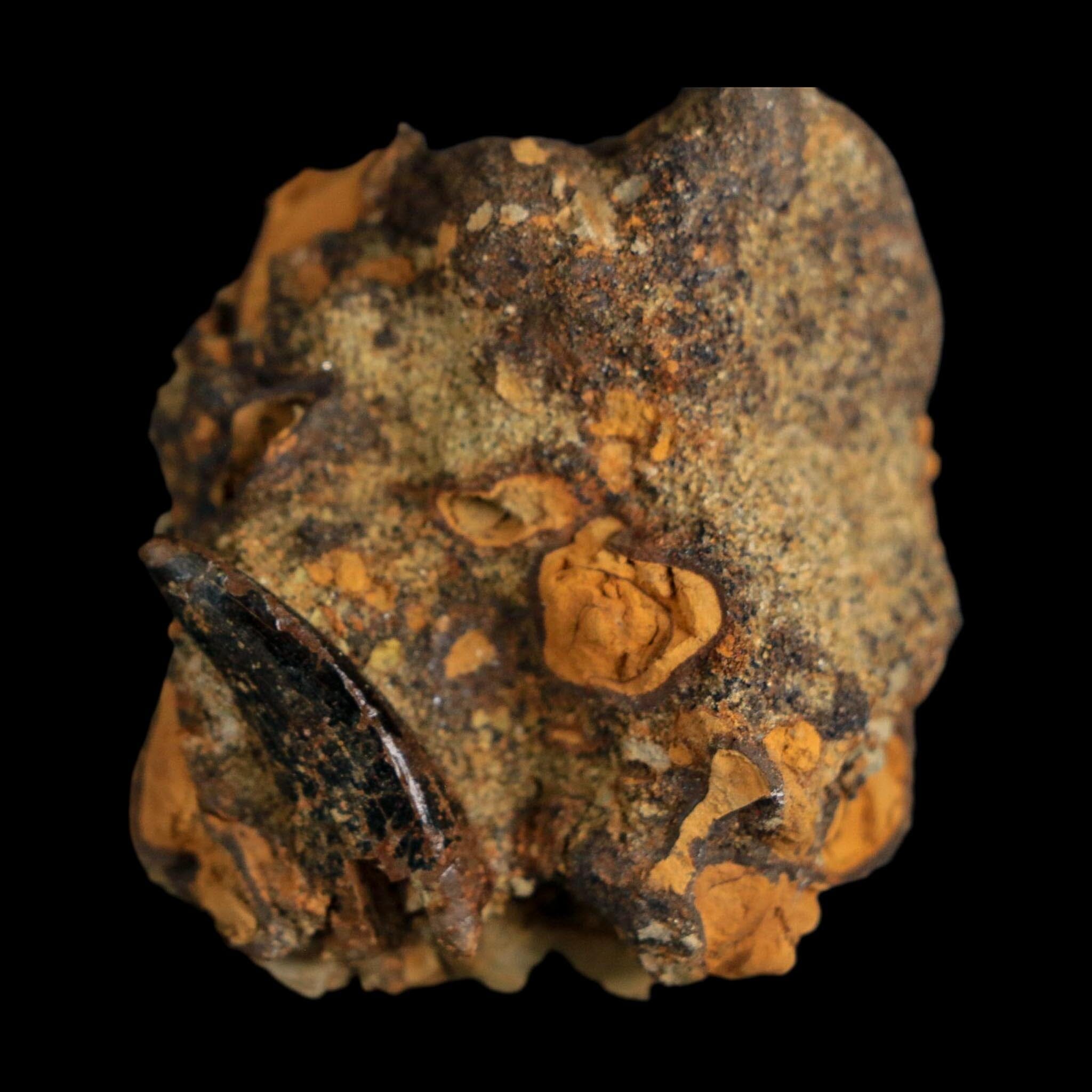 1" Tyrannosaurus Rex Fossil Tooth In Matrix Hell Creek Cretaceous Dinosaur MT COA