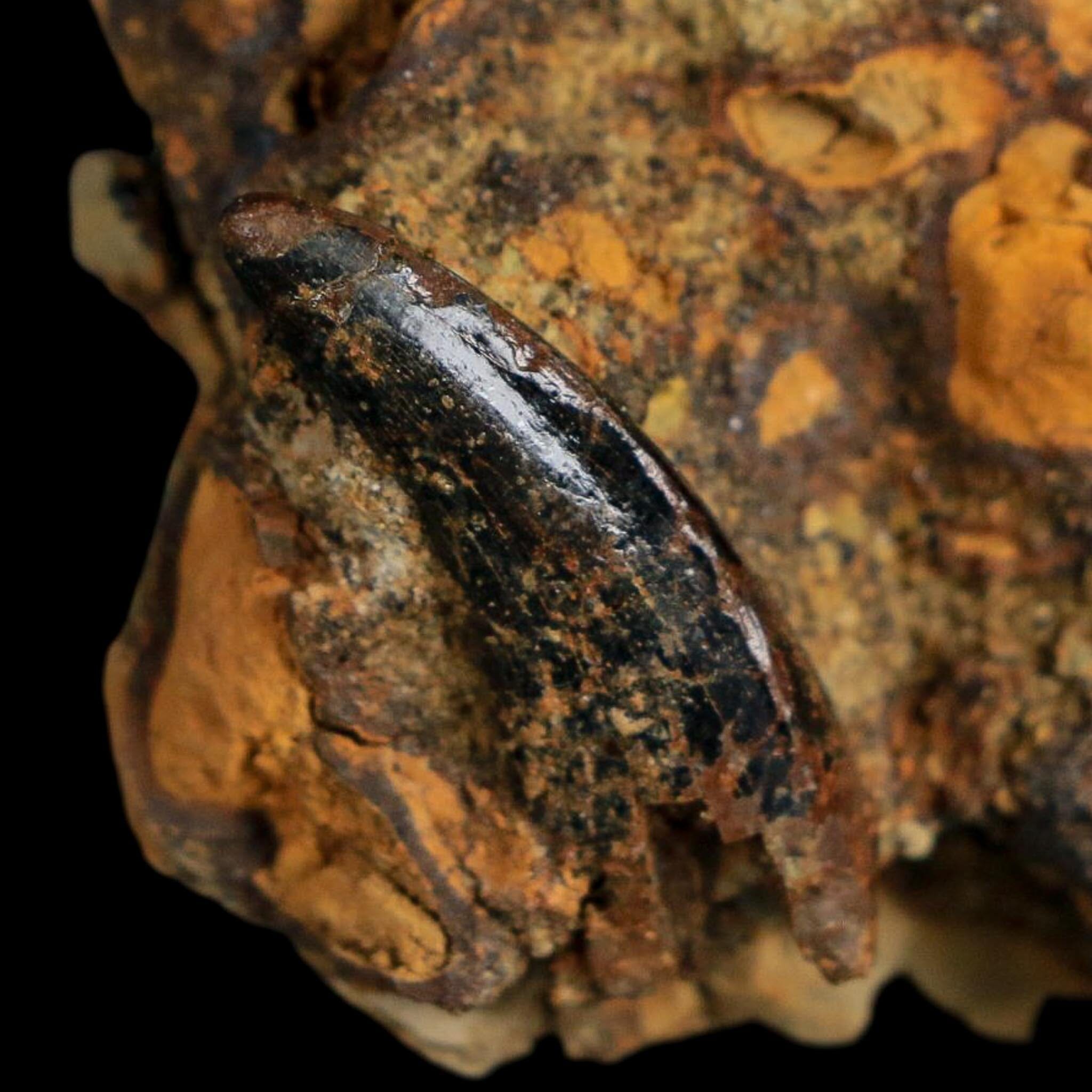 1" Tyrannosaurus Rex Fossil Tooth In Matrix Hell Creek Cretaceous Dinosaur MT COA