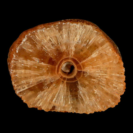 1.6" Natural Cut Rough Cave Honey Calcite Crystal Mineral Specimen Morocco