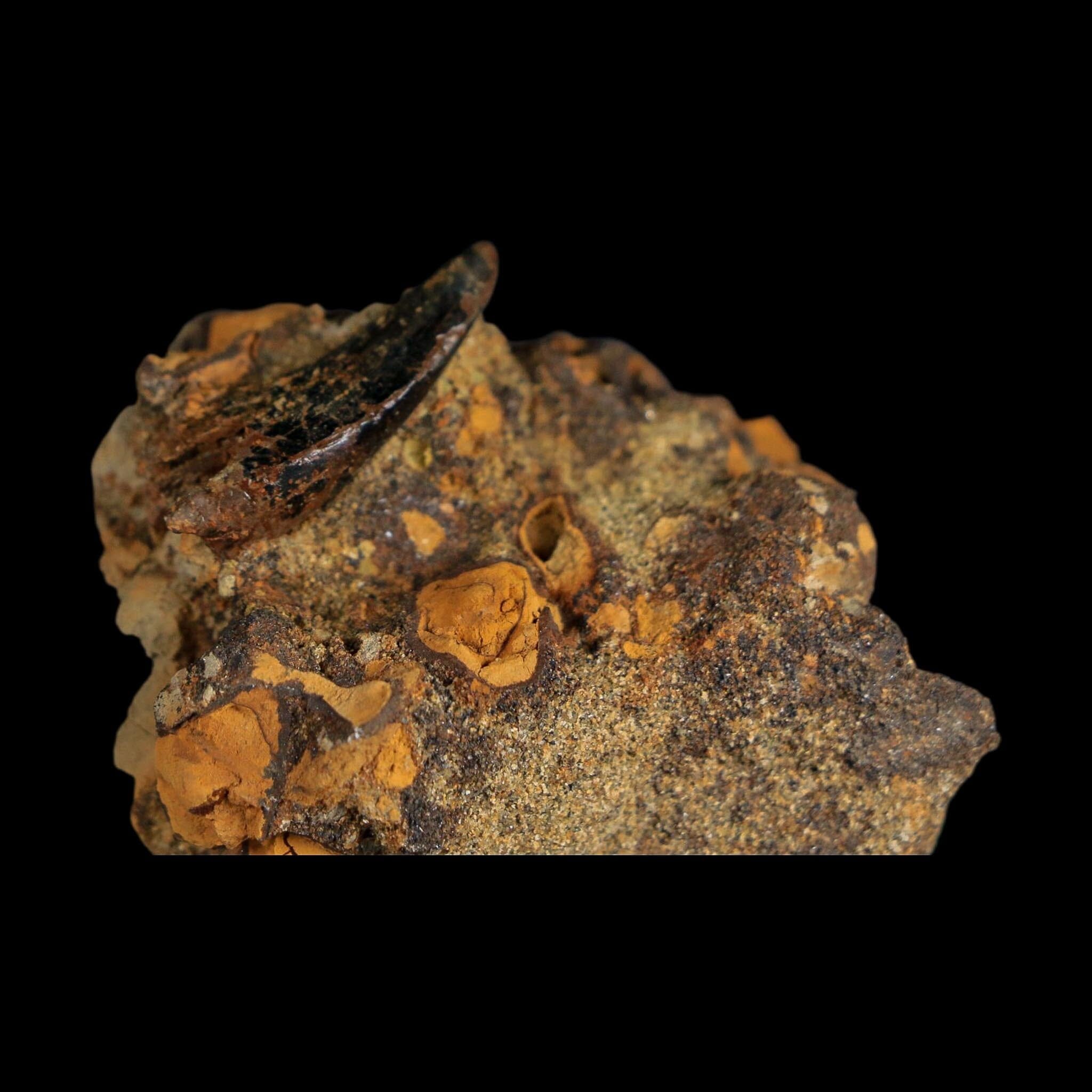1" Tyrannosaurus Rex Fossil Tooth In Matrix Hell Creek Cretaceous Dinosaur MT COA