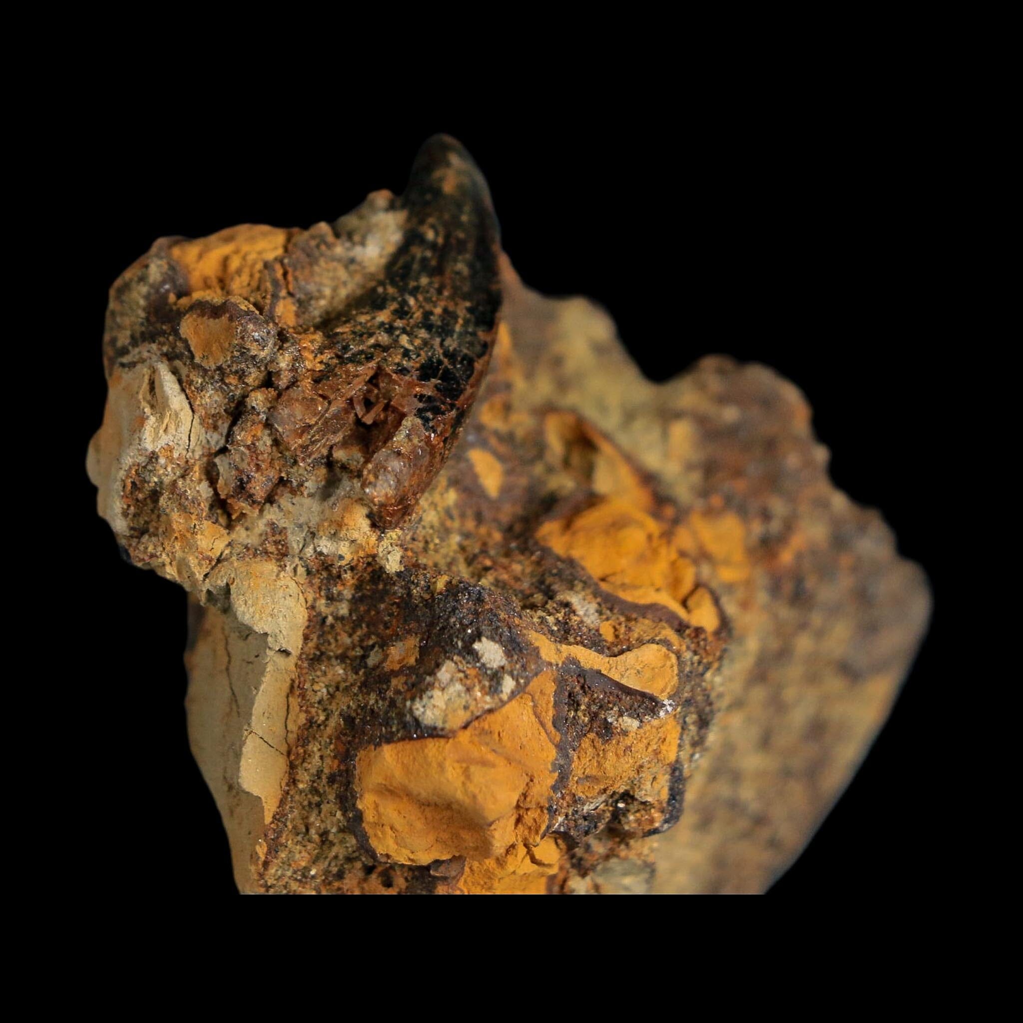 1" Tyrannosaurus Rex Fossil Tooth In Matrix Hell Creek Cretaceous Dinosaur MT COA