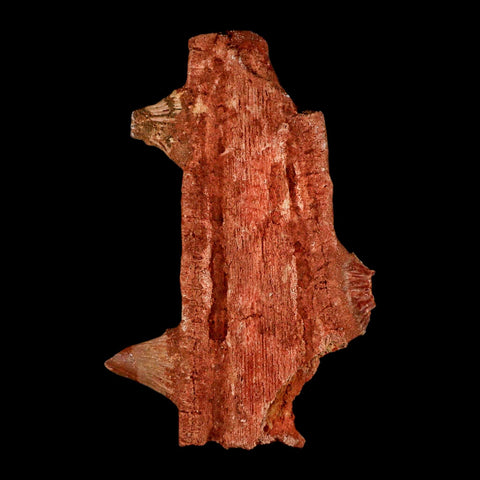 7" Sawfish Fossil Rostrum Barbs Onchopristis Numidus Cretaceous Dinosaur Era COA - Fossil Age Minerals