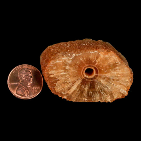 1.9" Natural Cut Rough Cave Honey Calcite Crystal Mineral Specimen Morocco - Fossil Age Minerals