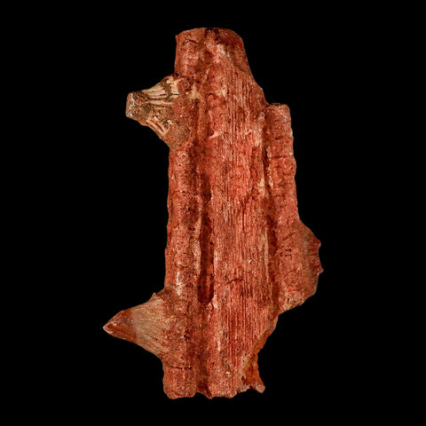 7" Sawfish Fossil Rostrum Barbs Onchopristis Numidus Cretaceous Dinosaur Era COA - Fossil Age Minerals