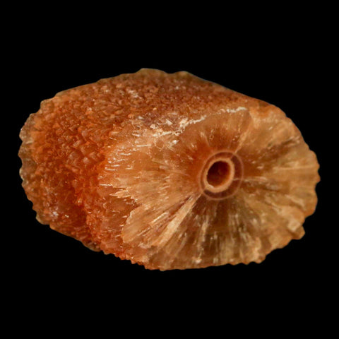 1.9" Natural Cut Rough Cave Honey Calcite Crystal Mineral Specimen Morocco - Fossil Age Minerals