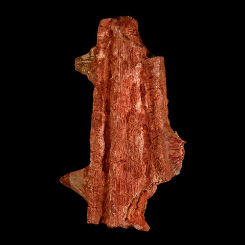 7" Sawfish Fossil Rostrum Barbs Onchopristis Numidus Cretaceous Dinosaur Era COA - Fossil Age Minerals