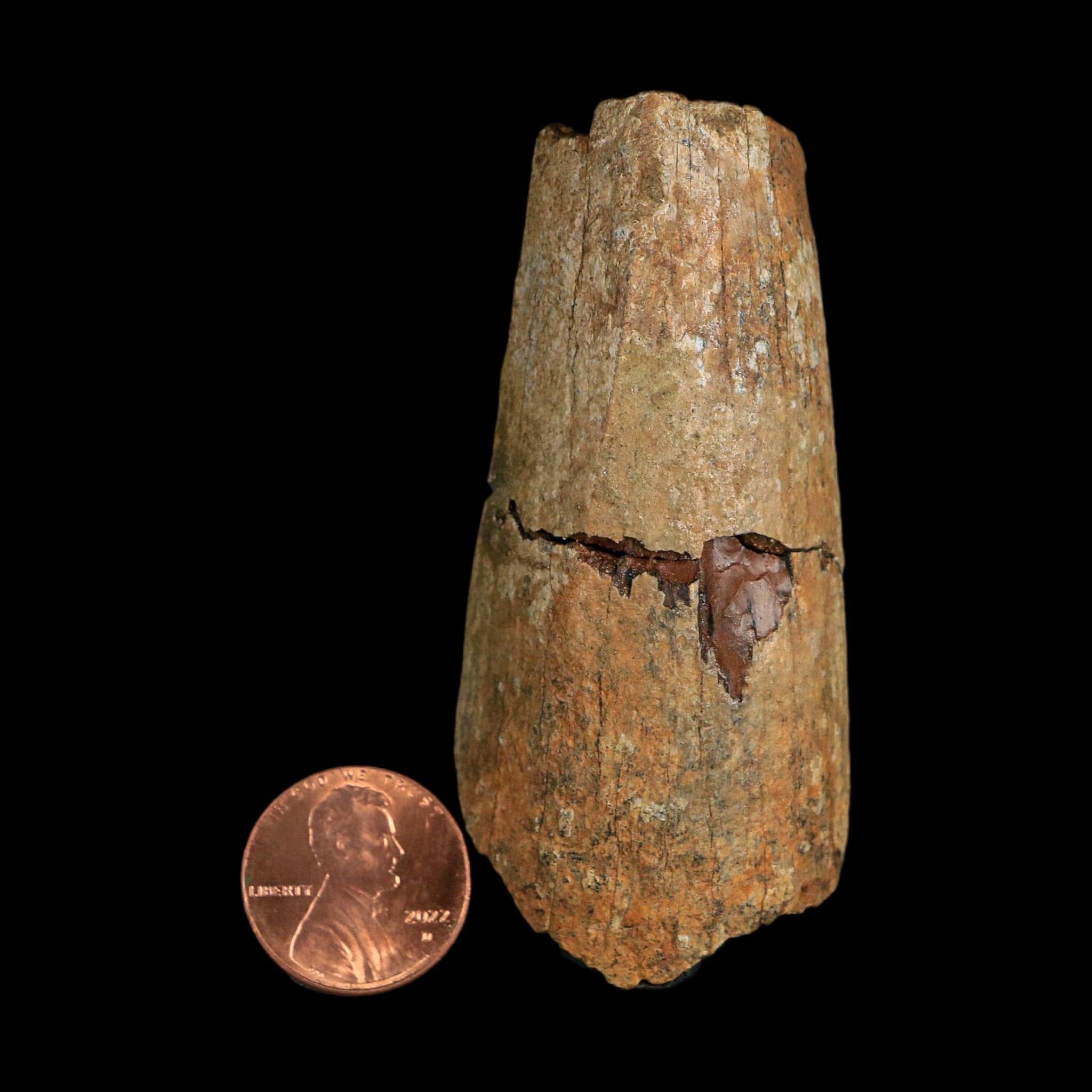 2.8" Tyrannosaurus Rex Fossil Tooth Section Lance Creek Cretaceous Dinosaur WY COA