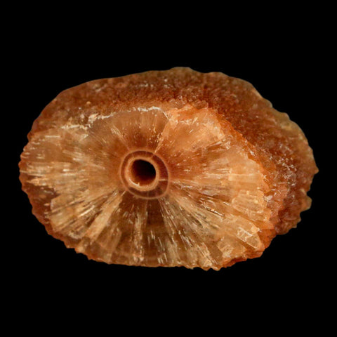 1.9" Natural Cut Rough Cave Honey Calcite Crystal Mineral Specimen Morocco - Fossil Age Minerals