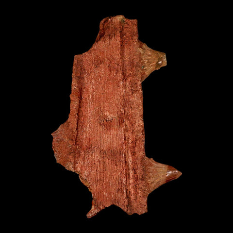 7" Sawfish Fossil Rostrum Barbs Onchopristis Numidus Cretaceous Dinosaur Era COA - Fossil Age Minerals